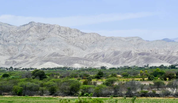 Долина Реки Йокарека Плодородные Оазисы Оливковыми Рощами Перуанские Столовые Оливки — стоковое фото