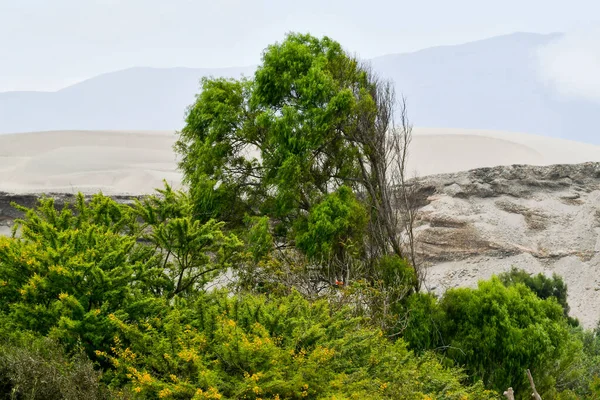 Yaucaflusstal Und Fruchtbare Oasen Mit Olivenhainen Die Peruanischen Tafeloliven Sind — Stockfoto