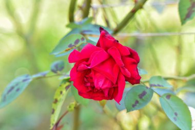 Kırmızı gül, Rosaceae familyasının kuzey yarımkürenin kıtasal ve subtropikal bölgelerinde yaşayan ve genellikle dikenli çalıların 200 'den fazla türünden oluşan bir daimi süs çiçeğidir..