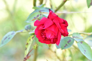 Kırmızı gül, Rosaceae familyasının kuzey yarımkürenin kıtasal ve subtropikal bölgelerinde yaşayan ve genellikle dikenli çalıların 200 'den fazla türünden oluşan bir daimi süs çiçeğidir..