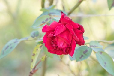 Kırmızı gül, Rosaceae familyasının kuzey yarımkürenin kıtasal ve subtropikal bölgelerinde yaşayan ve genellikle dikenli çalıların 200 'den fazla türünden oluşan bir daimi süs çiçeğidir..