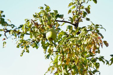 Sonbahar incileri ya da saçlar, meyveleri inci olan Rosaceae ailesinin yaprak döken bir ağacıdır. Armut, elmanın kız kardeşidir, çünkü ikisi de aynı aileye aittir ve her iki meyve de yenilebilir.