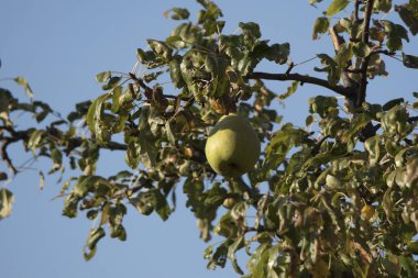 Sonbahar incileri ya da saçlar, meyveleri inci olan Rosaceae ailesinin yaprak döken bir ağacıdır. Armut, elmanın kız kardeşidir, çünkü ikisi de aynı aileye aittir ve her iki meyve de yenilebilir.