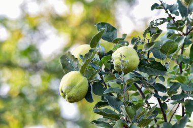 QuinceIt elma ve saçla ilgili bir meyve ağacı. Eski çağlardan beri biliniyor, meyveleri tohum ve yapraklarla birlikte gastronomide ya da halk tıbbında kullanılıyor..