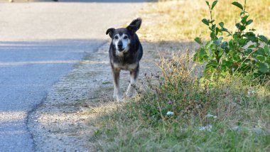 Gri kurdun alt türlerinden biridir, etobur bir memelidir, ilk evcil hayvandır ve insanlık tarihinde en çok iş, avcılık ve arkadaşlık için kullanılır..