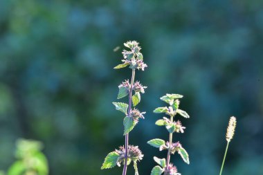 Lamium amplexicaule (ölü ısırgan otu), tohum taşıyan ve her yıl kullanılan bir bitki türüdür. Çiçek kırmızıya boyanmış.
