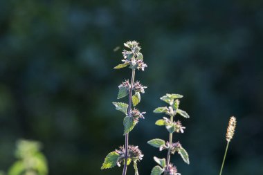 Lamium amplexicaule (ölü ısırgan otu), tohum taşıyan ve her yıl kullanılan bir bitki türüdür. Çiçek kırmızıya boyanmış.