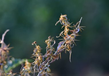 Dikenli yaprakları ya da başları olan çeşitli otçul bitkilere verilen devedikeni adı, en çok bilineni kırmızı-mor çiçeklere;