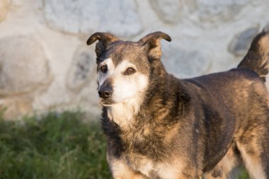 Gri kurdun alt türlerinden biridir, etobur bir memelidir, ilk evcil hayvandır ve insanlık tarihinde en çok iş, avcılık ve arkadaşlık için kullanılır..