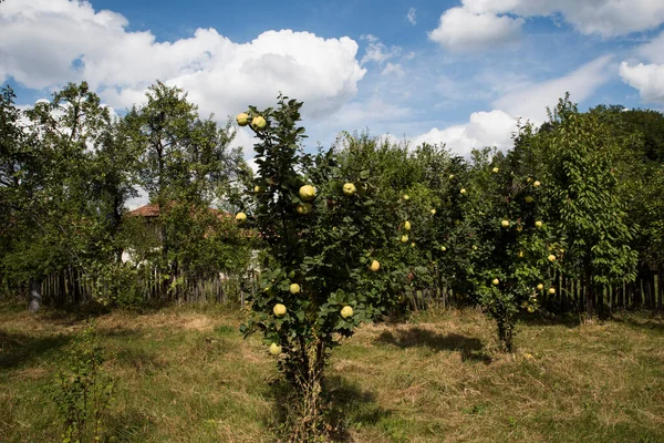 Quinceit Ist Ein Obstbaum Der Mit Dem Apfel Und Den — Stockfoto