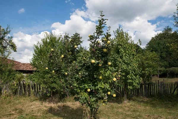 Quinceit Является Фруктовым Деревом Связанным Яблоком Волосами Известен Древности Плоды — стоковое фото