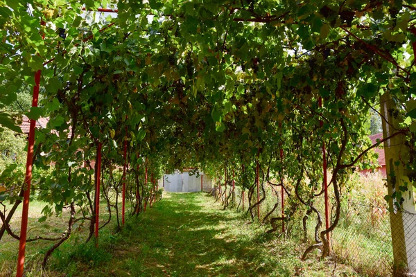 Variété Vigne Izabella Capsunica Sur Son Vrai Nom Isabella Les — Photo