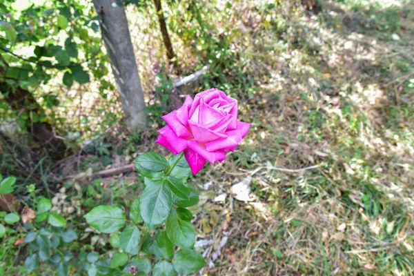 Rosa Púrpura Género Plantas Ornamentales Perennes Familia Rosaceae Nativa Las — Foto de Stock