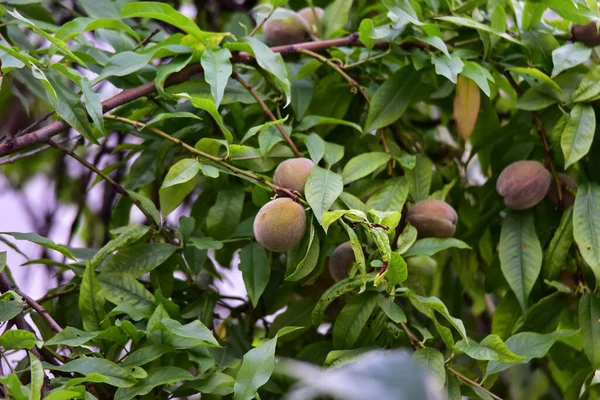 Ramos Pêssego Com Frutas Verdeiso Pêssego Uma Árvore Que Atinge — Fotografia de Stock