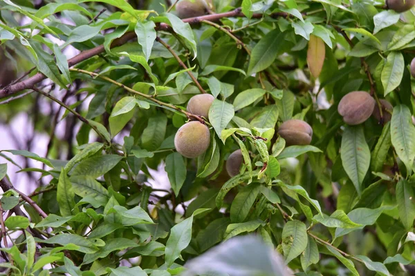 Pfirsichzweige Mit Grünen Früchten Der Pfirsich Ist Ein Baum Der — Stockfoto