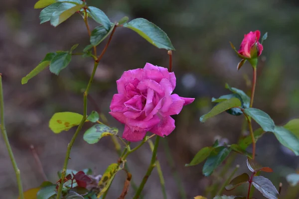 Rosa Porpora Genere Piante Perenni Ornamentali Della Famiglia Delle Rosaceae — Foto Stock