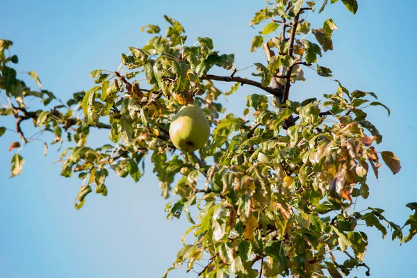 Sonbahar incileri ya da saçlar, meyveleri inci olan Rosaceae ailesinin yaprak döken bir ağacıdır. Armut, elmanın kız kardeşidir, çünkü ikisi de aynı aileye aittir ve her iki meyve de yenilebilir.