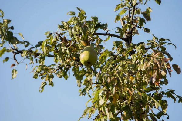 Sonbahar incileri ya da saçlar, meyveleri inci olan Rosaceae ailesinin yaprak döken bir ağacıdır. Armut, elmanın kız kardeşidir, çünkü ikisi de aynı aileye aittir ve her iki meyve de yenilebilir.