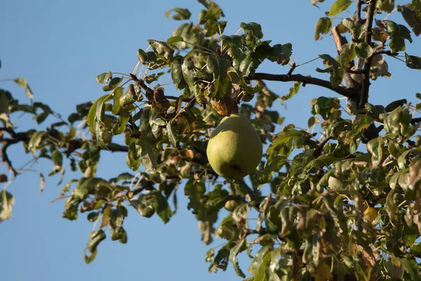 Осенний Pearspyrus Comunis Волосы Является Листопад Дерево Семейства Rosaceae Плоды — стоковое фото