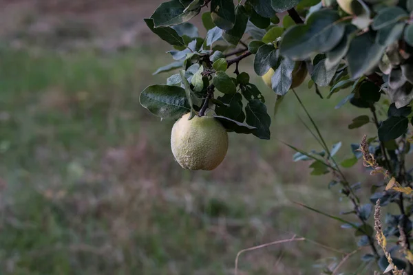 Quincesi Tratta Albero Frutto Legato Alla Mela Capelli Conosciuto Fin — Foto Stock