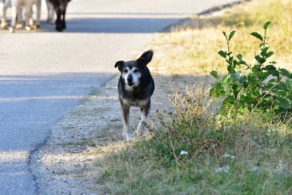Pes Jedním Poddruhů Šedého Vlka Masožravý Savec První Domestikované Zvíře — Stock fotografie