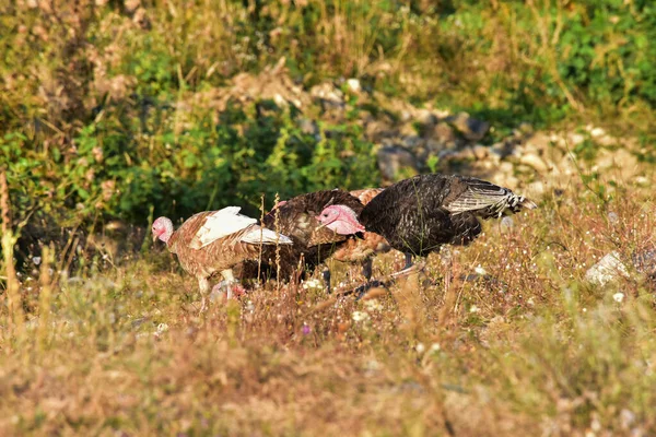 The domestic turkey is a large bird, native to America, already domesticated during the Aztecs, which was brought to Europe by humans over 400 years ago.