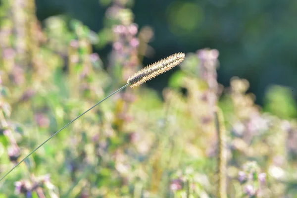ソルガム ヴァルガレのスパイクだ ハゲワシは 暖かい地域で最もよく成長する最も有害な雑草の1つです 種子や根茎を通して急速に増殖します — ストック写真