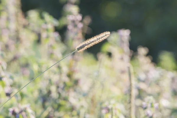 Spike Van Sorgum Vulgare Sorgum Vulgare Een Van Meest Schadelijke — Stockfoto