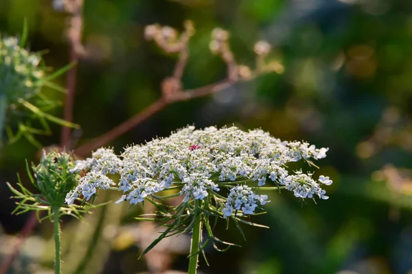 野生のディルの花は 薬用特性を持つ草本植物ですが 観賞用植物としても庭で栽培されています — ストック写真