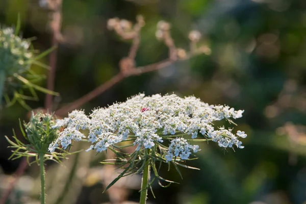 Wild Dill Flowers Een Jaarlijkse Kruidachtige Plant Met Geneeskrachtige Eigenschappen — Stockfoto