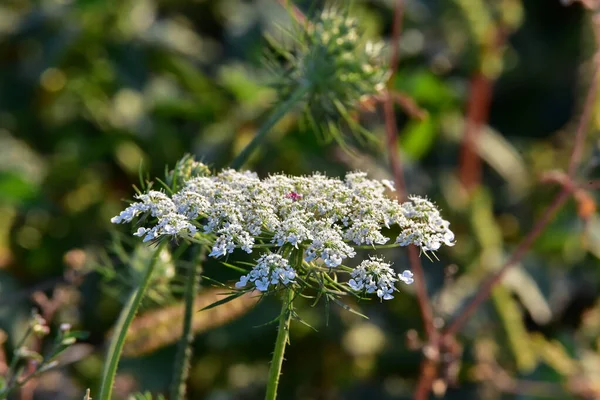 Vahşi Dill Çiçekleri Tıbbi Özellikleri Olan Aynı Zamanda Bahçesinde Bir — Stok fotoğraf