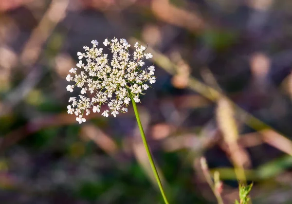 野生のディルの花は 薬用特性を持つ草本植物ですが 観賞用植物としても庭で栽培されています — ストック写真