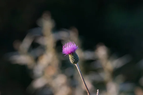 菊花菊花菊花是一种在田野 未开垦的地方 特别是平原 丘陵地带和亚高山地区生长的植物 茎分枝 花呈紫红色 — 图库照片