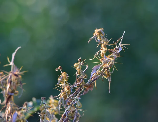 Tistelgeneriska Namn Som Ges Till Flera Örtartade Växter Med Taggiga — Stockfoto