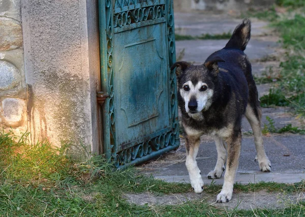 犬は灰色のオオカミの亜種の一つであり 肉食哺乳類であり 最初の家畜化された動物であり 人類史上最も仕事 会社に使用されている — ストック写真