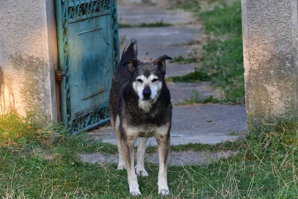 Der Hund Ist Eine Der Unterarten Des Grauen Wolfes Ein — Stockfoto