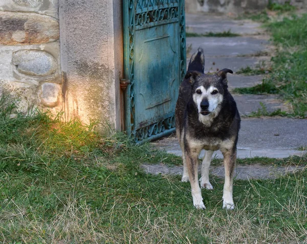 犬は灰色のオオカミの亜種の一つであり 肉食哺乳類であり 最初の家畜化された動物であり 人類史上最も仕事 会社に使用されている — ストック写真