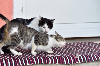 Evcil kedi etobur bir memelidir. 9500 yıldan fazladır insanlarla birlikte ve şu anda dünyanın en ünlü evcil hayvanı..