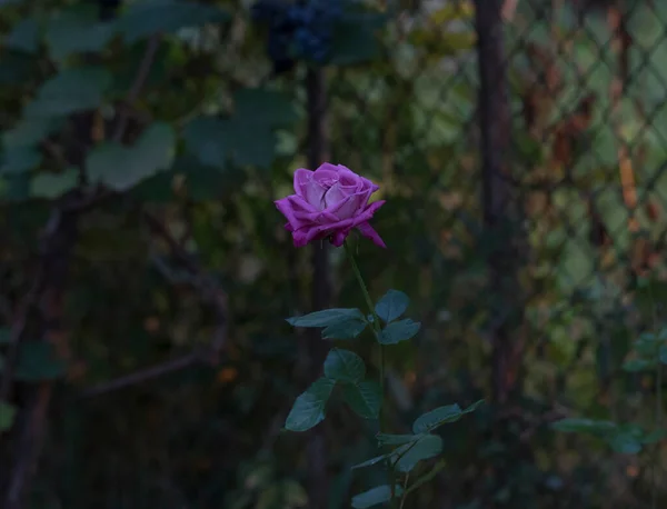 Die Purpurrose Ist Eine Zierpflanzengattung Aus Der Familie Der Rosaceae — Stockfoto