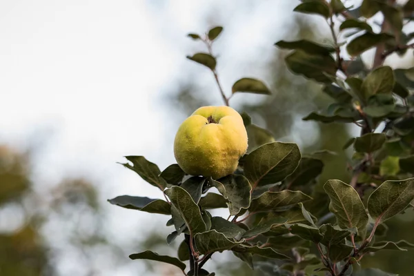 Quinceit Является Фруктовым Деревом Связанным Яблоком Волосами Известен Древности Плоды — стоковое фото