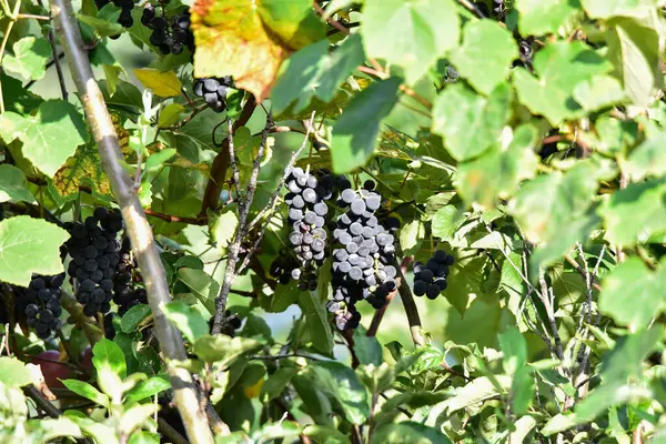 Uvas Izabella Capsunica Novaci Româniaem Seu Nome Verdadeiro Isabella Uvas — Fotografia de Stock