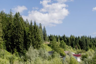 green trees in a mountain valley in the summer