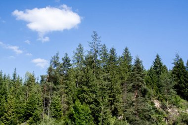 Mavi gökyüzünün arka planında yeşil çam ormanı.
