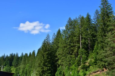 Ormanın güzel manzarası