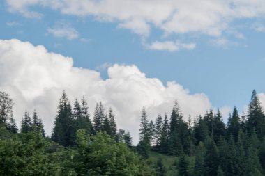 trees on a background of green foliage. the forest on the horizon. white clouds and sky.