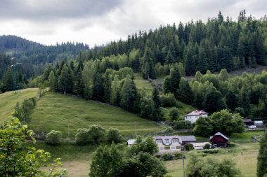 green forest on the hill in the mountains