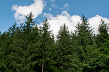 Yazın ormandaki ağaçlar