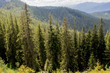 Güzel dağ ve orman