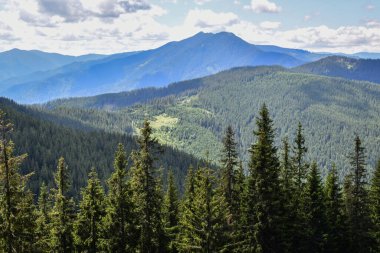 Sonbaharda ormandaki Karpat Dağları