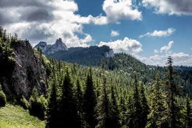 Arkasında dağ olan yeşil bir çam ormanı manzarası